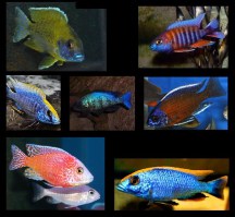Fossorochromis rostratus6